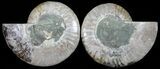 Polished Ammonite Pair - Agatized #54313-1